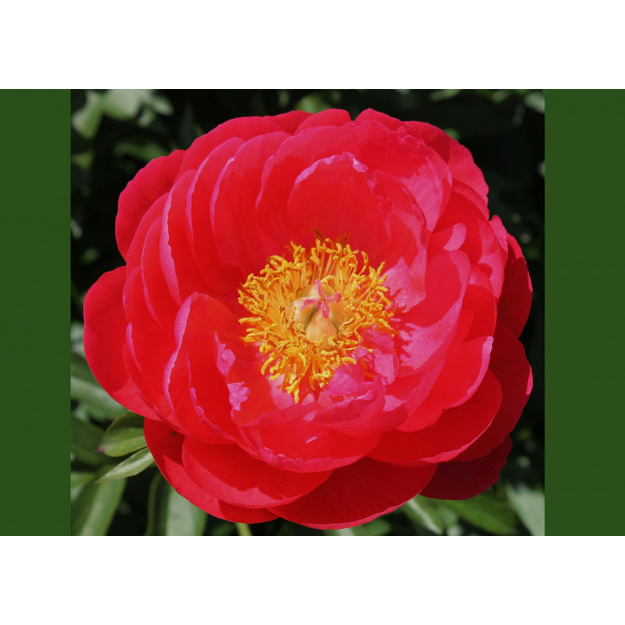 Bijūnas "ELLEN COWLEY"