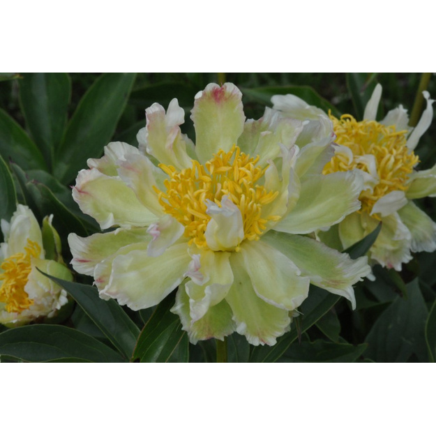 Bijūnas "GREEN LOTUS"