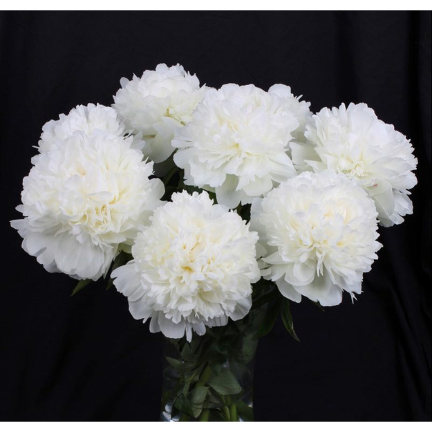 Bijūnas "IVORY VICTORY"