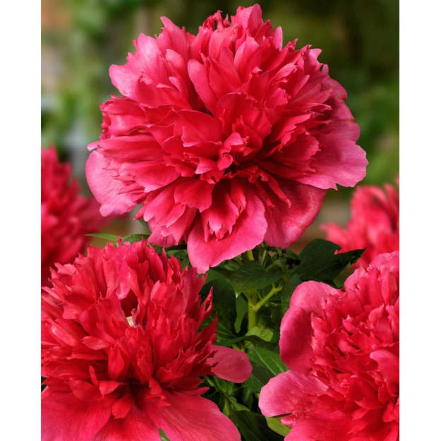 Bijūnas "MANY HAPPY RETURNS"