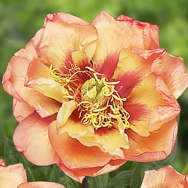 Bijūnas "ORANGE VICTORY"