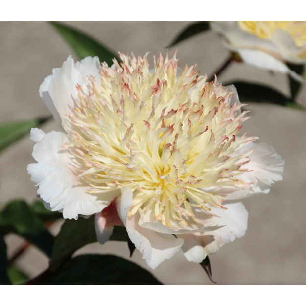 Bijūnas "PLAINTSMAN"