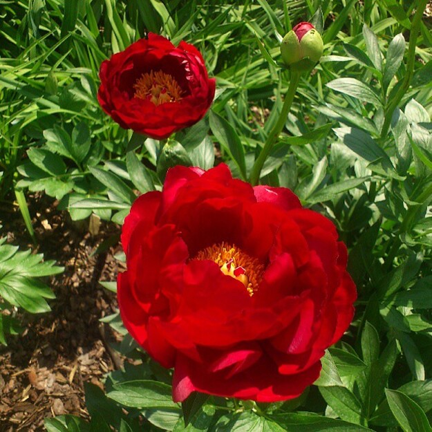 Bijūnas "RED RED ROSE"