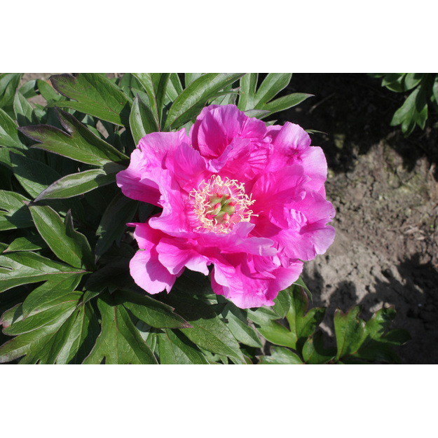 Bijūnas "SONOMA AMETHYST"