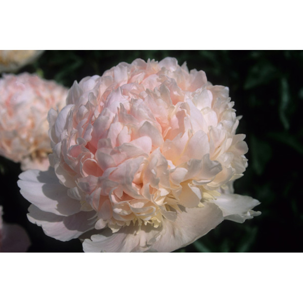 Bijūnas "SWEET SIXTEEN"