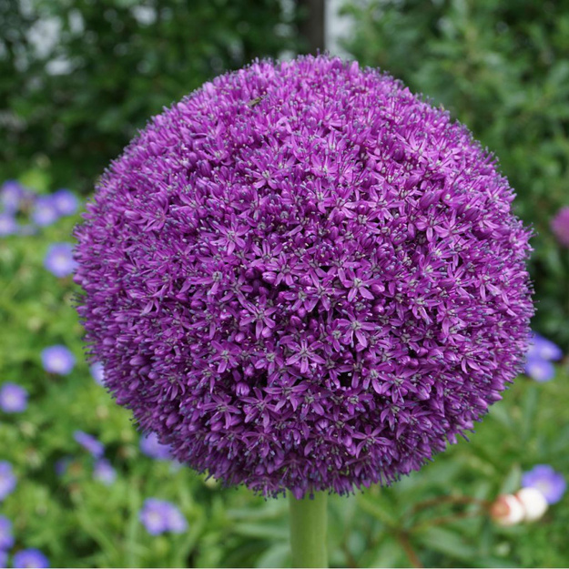 Česnakas "AMBASSADOR"