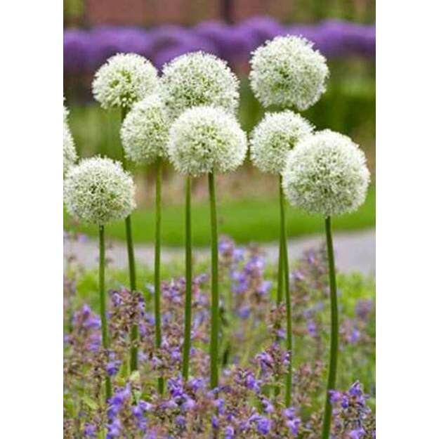 Česnakas "WHITE GIANT"