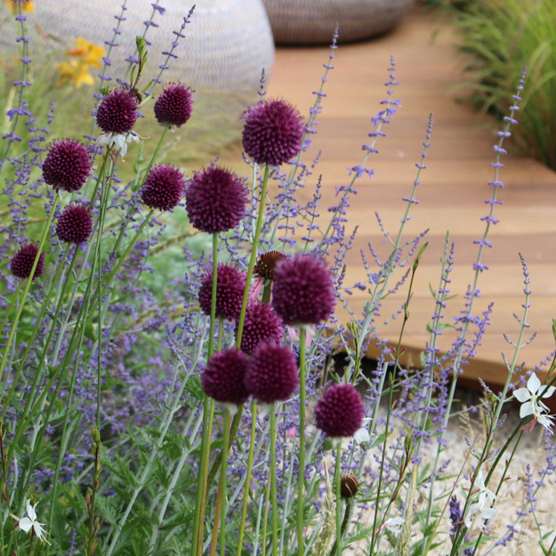 KIAUŠININIS ČESNAKAS 10 vnt siunčiamas nuo 2026 m. 09 mėn.