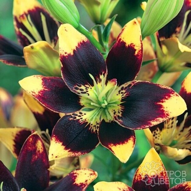 LELIJA AZIJINE  "EASY DANCE"