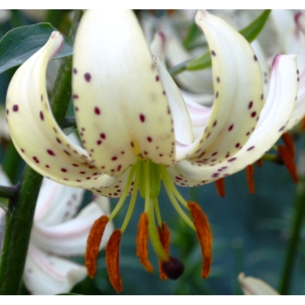 Miškinė Lelija "ALBI MORNING"