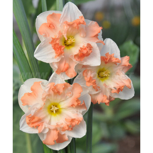 Narcizas "HUNGARIAN RAPSODY"