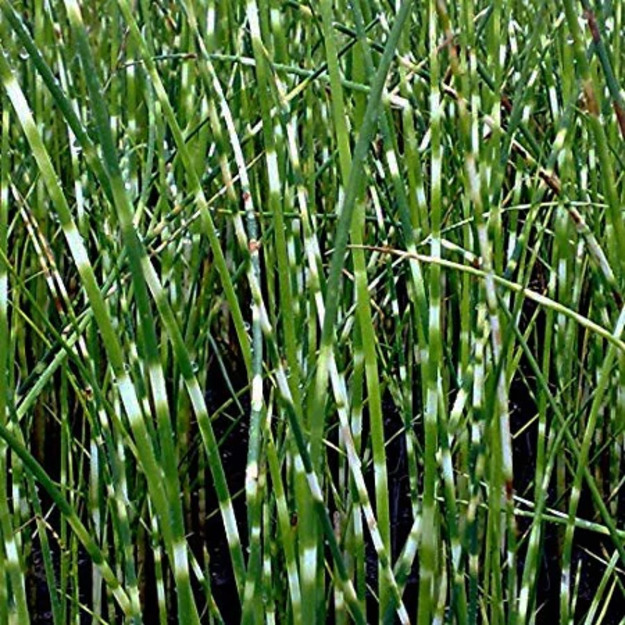 Viksvameldis "Zebrinus"