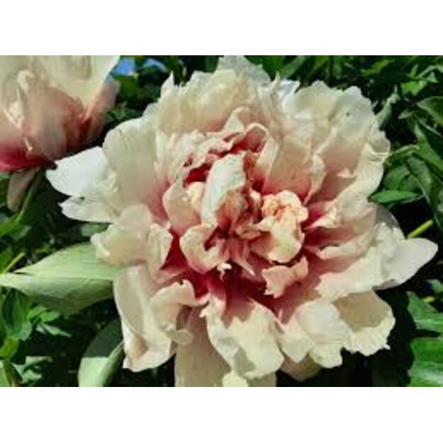 Bijūnas "OOCHIGEAS"