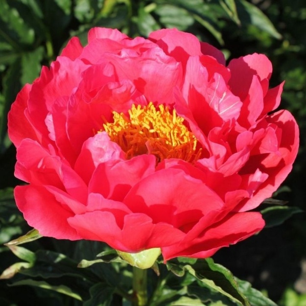 Bijūnas "CORAL MAGIC"