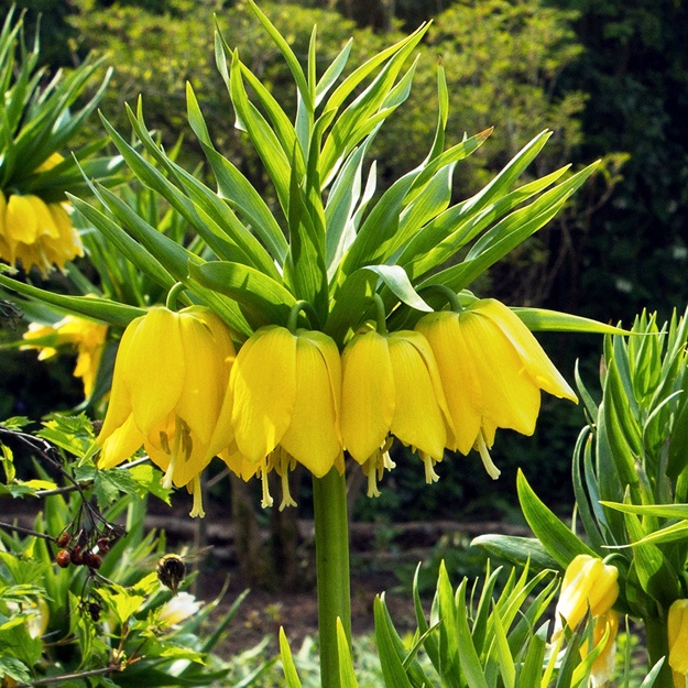 MARGUTĖ "LUTEA"