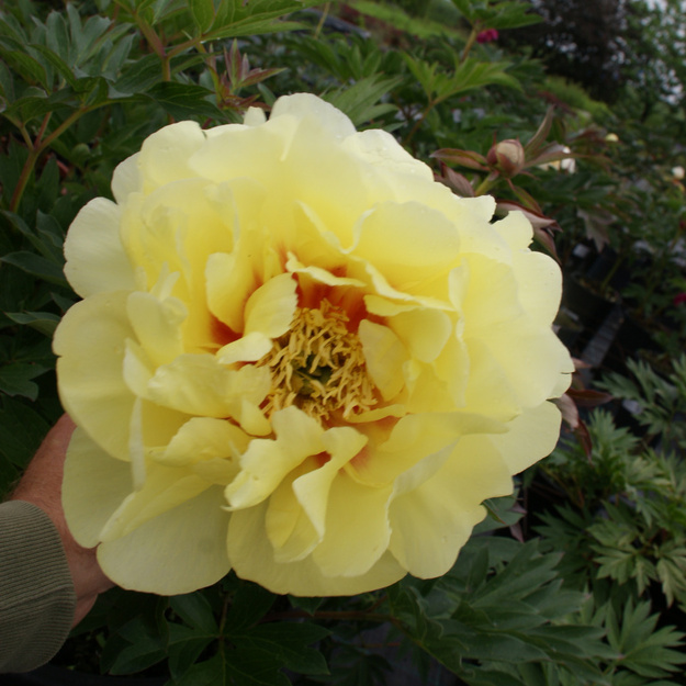 Bijūnas "BARTZELLA"