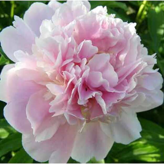 Bijūnas "CATHARINA FONTIJN"