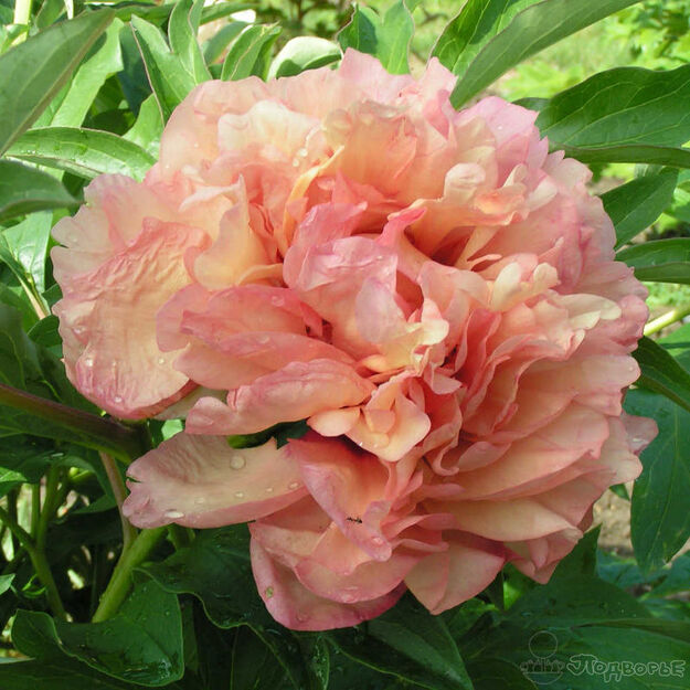 Bijūnas "DANSE DU FEU"