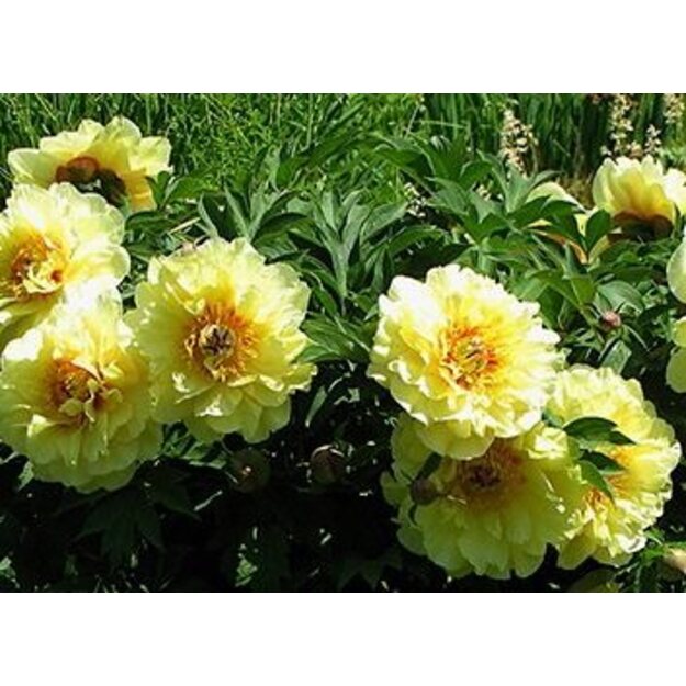 Bijūnas "GARDEN TREASURE"