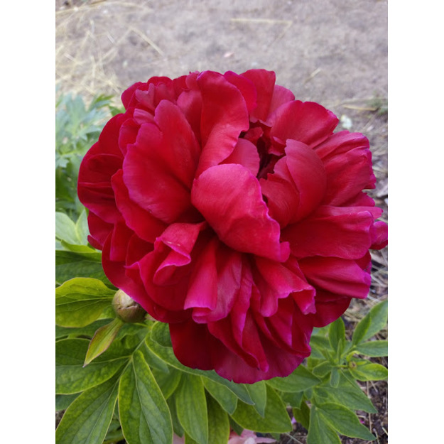 Bijūnas "HENRY BOCKSTOCE"