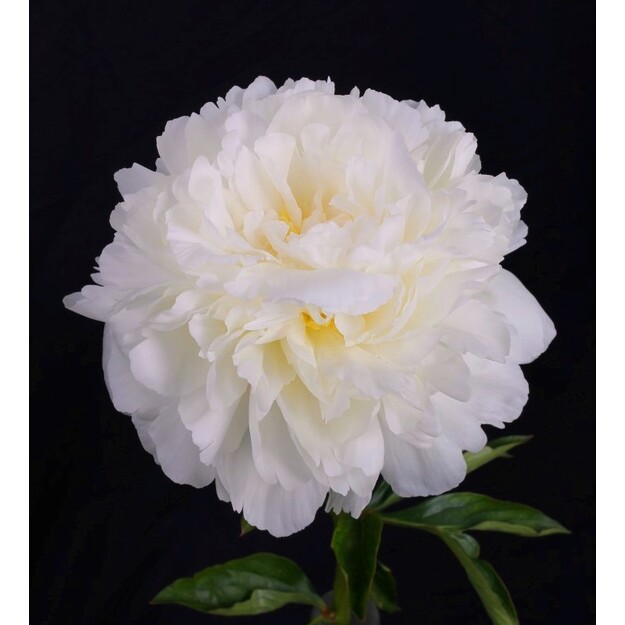 Bijūnas "IVORY VICTORY" siunčiamas nuo 09 mėn.