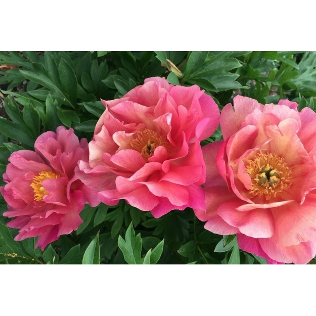 Bijūnas "NEW MILLENIUM"