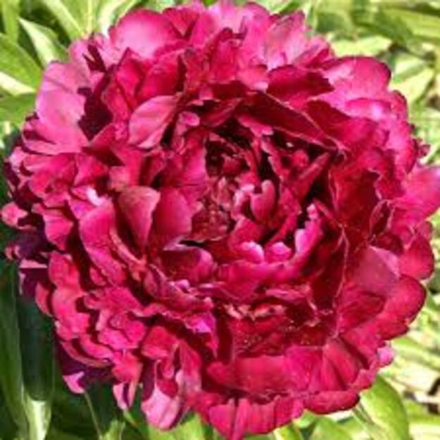 Bijūnas "PHILIPPE RIVOIRE"