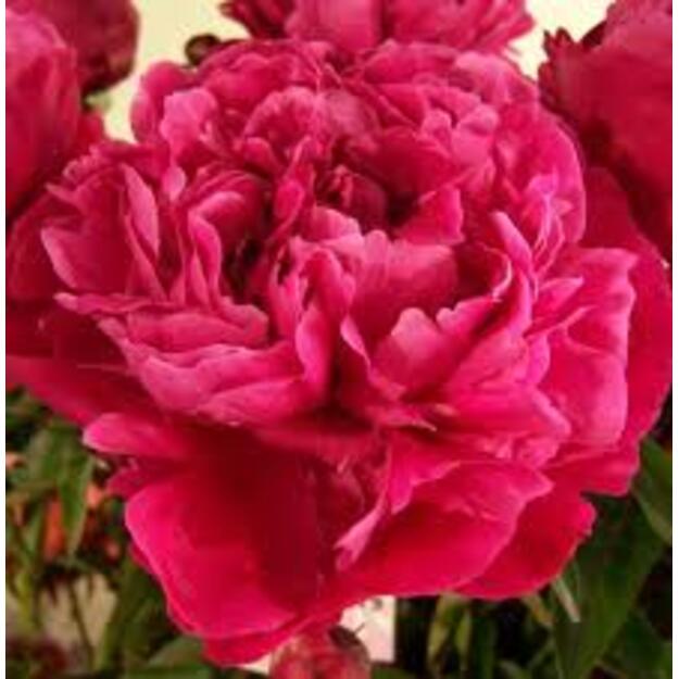 Bijūnas "RED SARAH BERNHARDT"