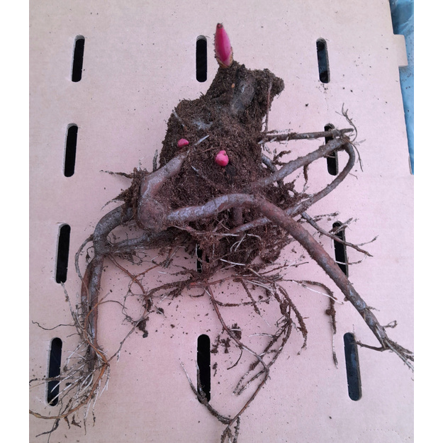 Bijūnas "SEIDL'S SUPER"