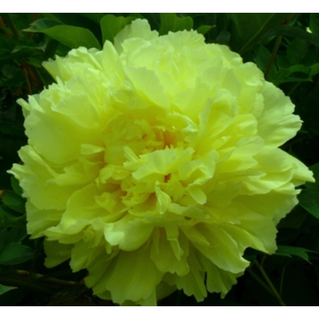 Bijūnas "SONOMA HALO"