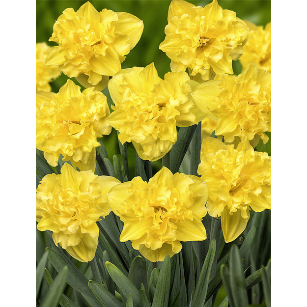 Narcizas "SAILORMAN"