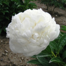 Bijūnas "WHITE SARAH BERNHARDT" nuo 2024m. 10 mėn. 